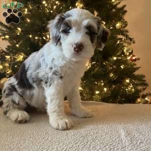 Lexi, Mini Bernedoodle Puppy