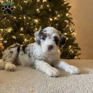 Lexi, Mini Bernedoodle Puppy