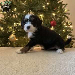 Lila, Mini Bernedoodle Puppy