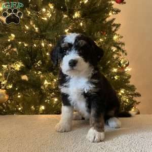 Lila, Mini Bernedoodle Puppy