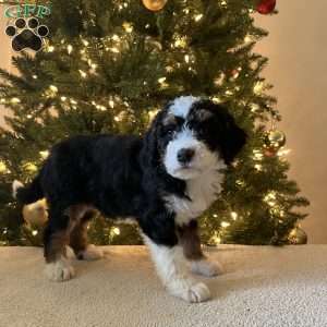 Lila, Mini Bernedoodle Puppy