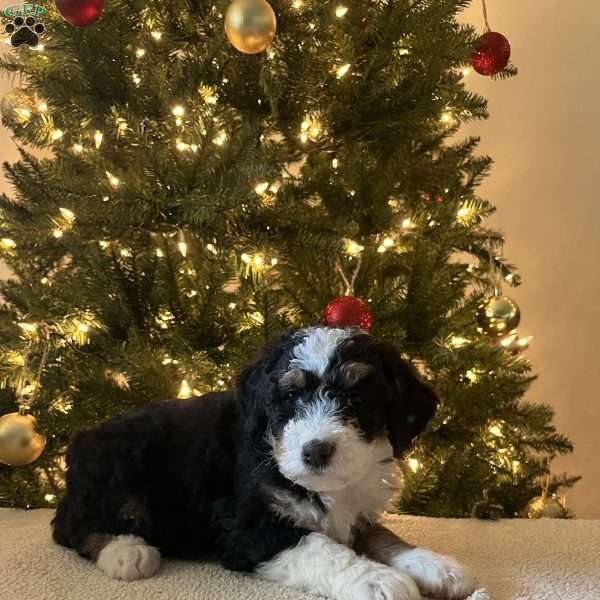 Lila, Mini Bernedoodle Puppy