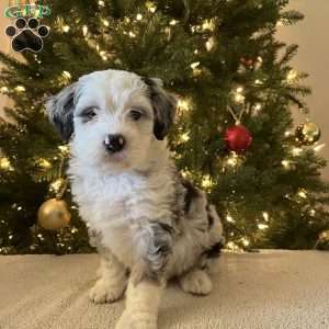 Lily, Mini Bernedoodle Puppy