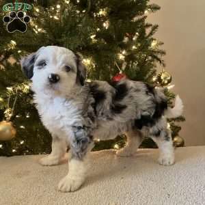 Lily, Mini Bernedoodle Puppy