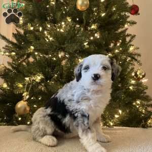 Lily, Mini Bernedoodle Puppy