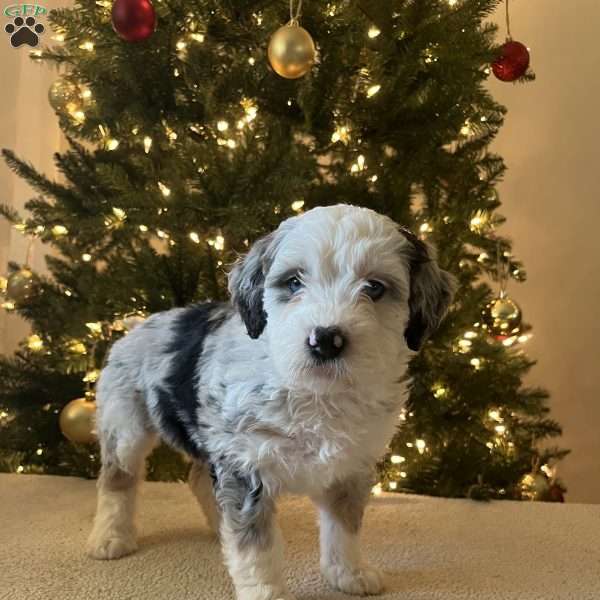 Lily, Mini Bernedoodle Puppy