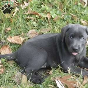Lily, Charcoal Labrador Retriever Puppy