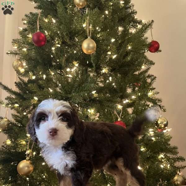 Lacy, Mini Bernedoodle Puppy