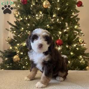 Lacy, Mini Bernedoodle Puppy