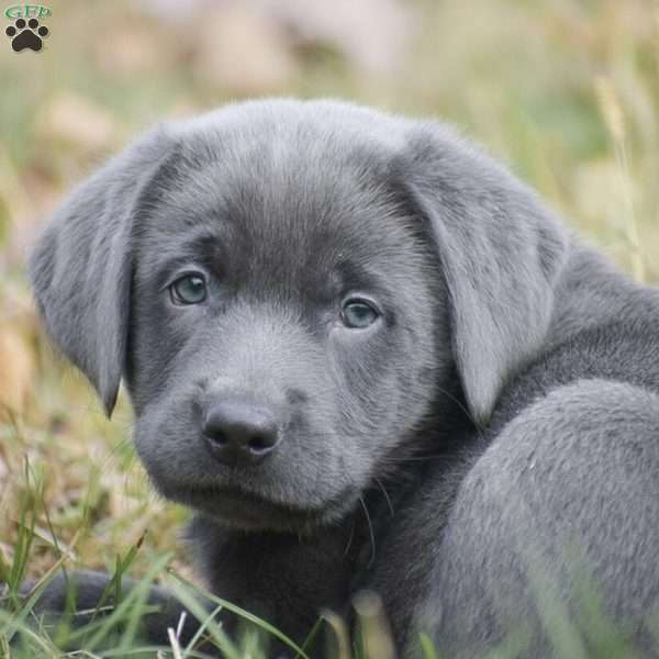 Cedar, Charcoal Labrador Retriever Puppy