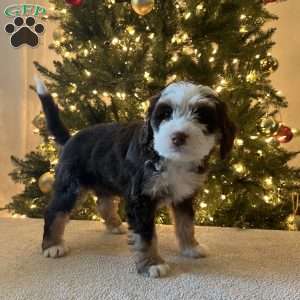 Lacy, Mini Bernedoodle Puppy