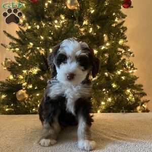 Lacy, Mini Bernedoodle Puppy
