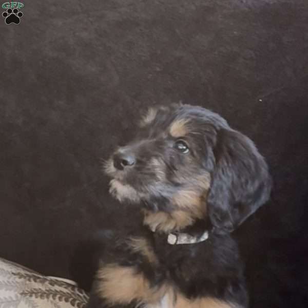 Grey, Goldendoodle Puppy