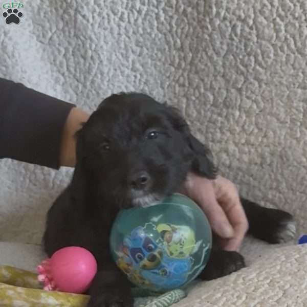Rose Red, Goldendoodle Puppy