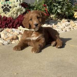 Cassie, Goldendoodle Puppy