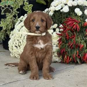Cassie, Goldendoodle Puppy