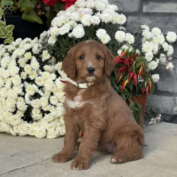 Cassie, Goldendoodle Puppy