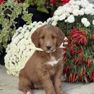 Cassie, Goldendoodle Puppy