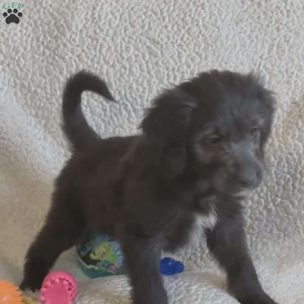 Pink, Goldendoodle Puppy