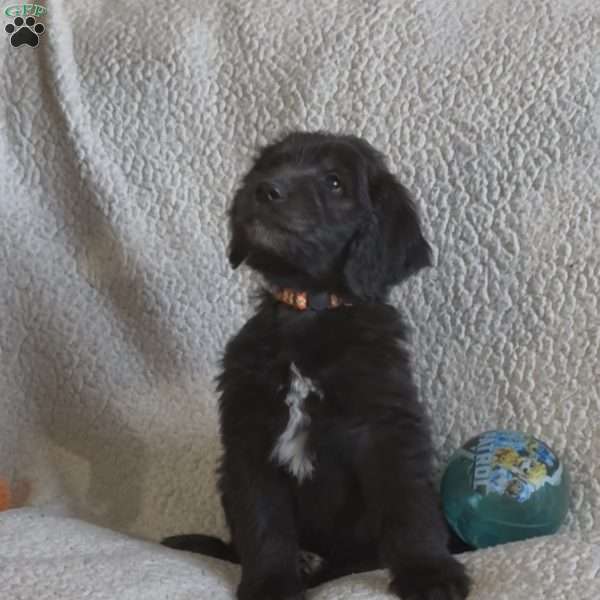 Orange, Goldendoodle Puppy