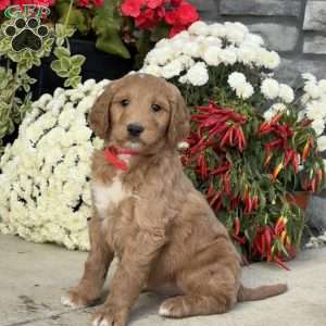 Candy, Goldendoodle Puppy