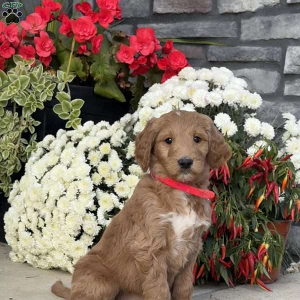 Candy, Goldendoodle Puppy