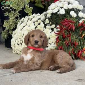 Candy, Goldendoodle Puppy