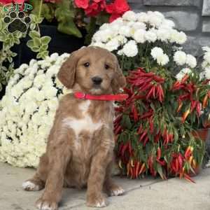 Candy, Goldendoodle Puppy