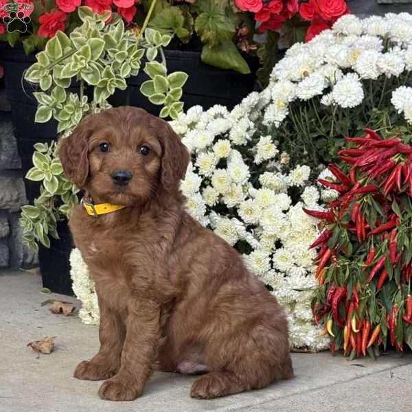 Chuck, Goldendoodle Puppy