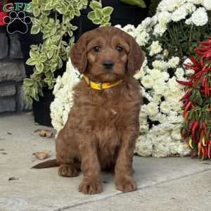 Chuck, Goldendoodle Puppy