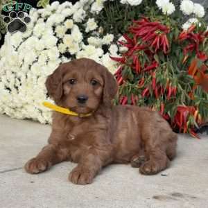 Chuck, Goldendoodle Puppy