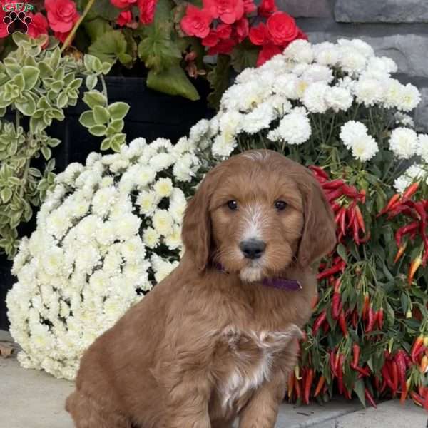 Cooper, Goldendoodle Puppy