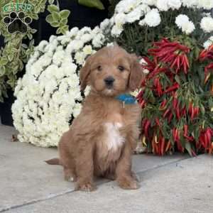 Clyde, Goldendoodle Puppy