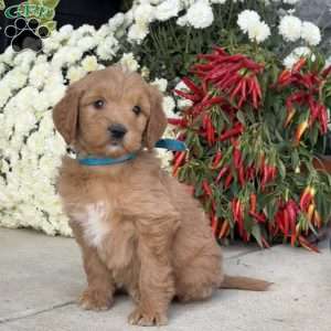 Clyde, Goldendoodle Puppy