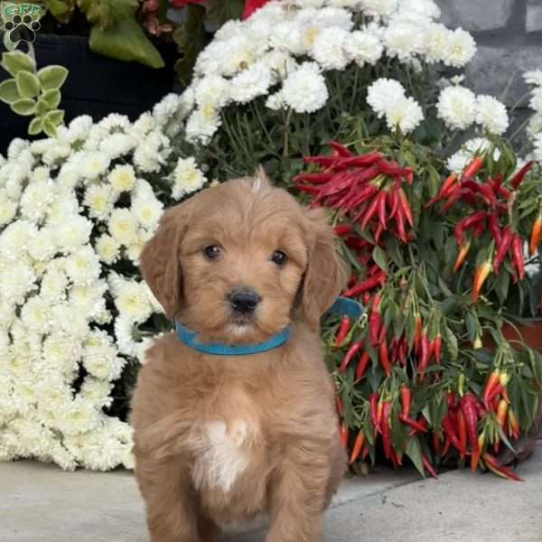 Clyde, Goldendoodle Puppy