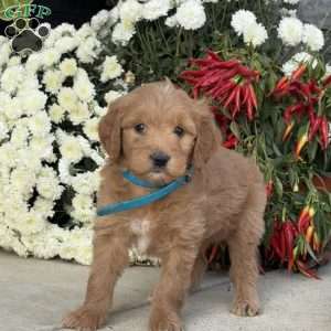 Clyde, Goldendoodle Puppy