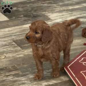 Chloe, Goldendoodle Puppy