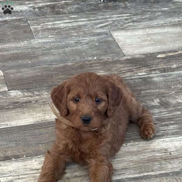 Chloe, Goldendoodle Puppy