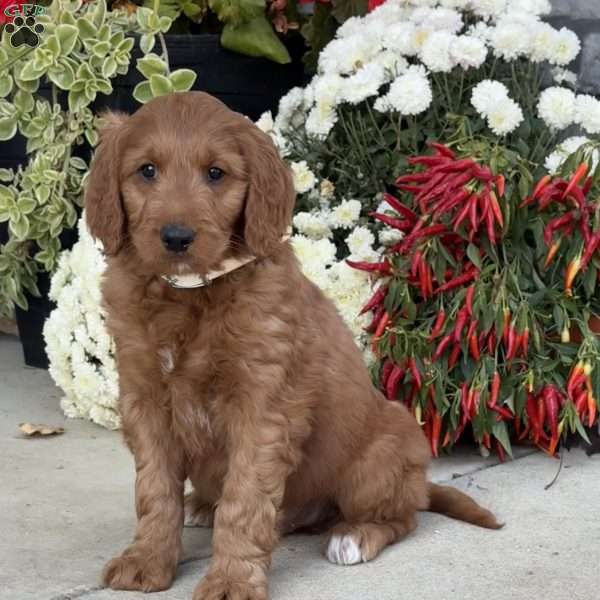 Blaze, Goldendoodle Puppy