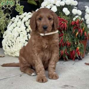 Blaze, Goldendoodle Puppy