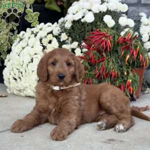 Blaze, Goldendoodle Puppy