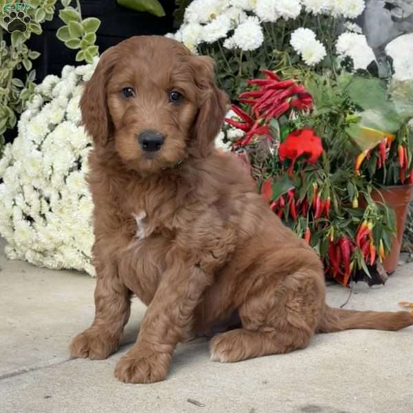 Bobo, Goldendoodle Puppy