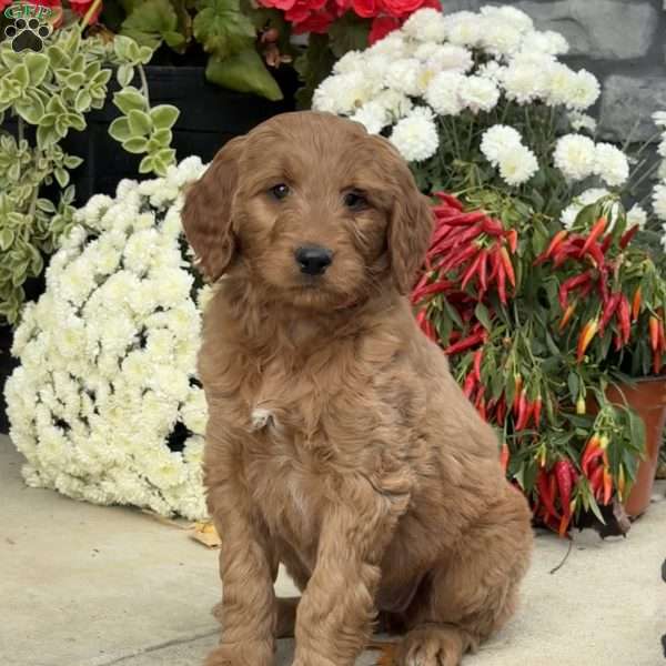 Birdie, Goldendoodle Puppy