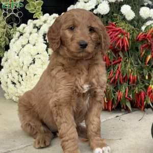 Birdie, Goldendoodle Puppy