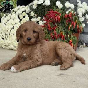Birdie, Goldendoodle Puppy