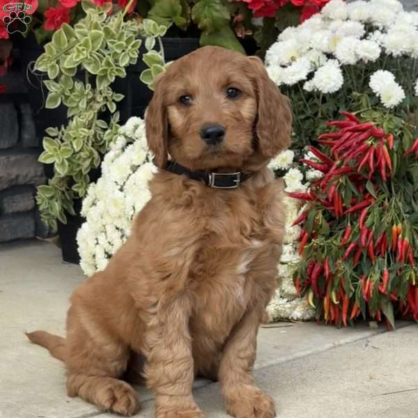 Booker, Goldendoodle Puppy