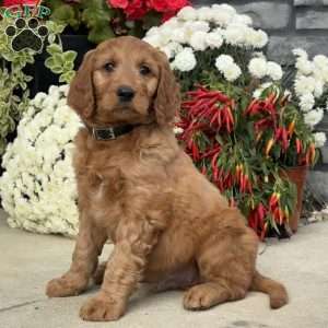 Booker, Goldendoodle Puppy