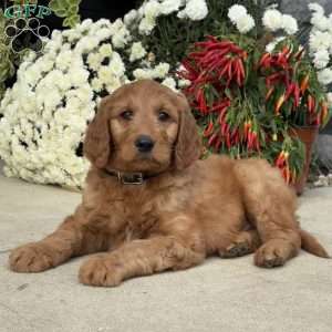 Booker, Goldendoodle Puppy
