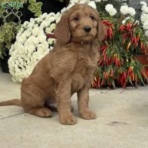 Bumper, Goldendoodle Puppy