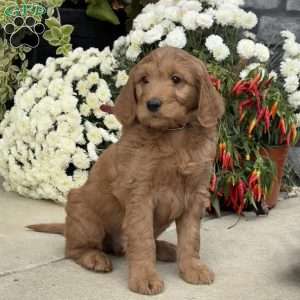 Bumper, Goldendoodle Puppy